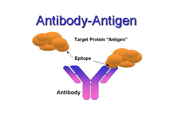 Антигены антитела реакции иммунитета